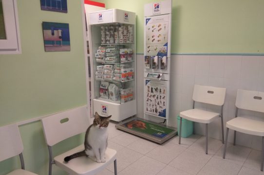 Sala de espera de la clínica con un gato